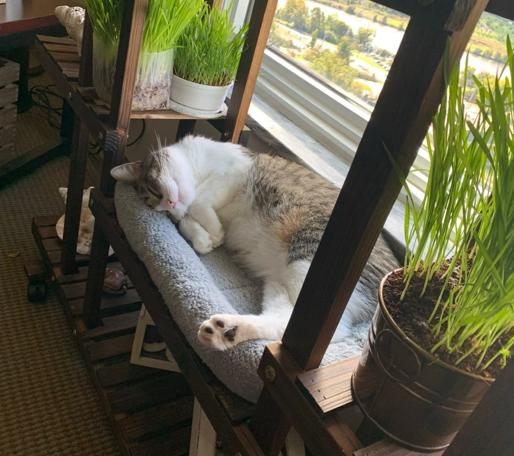Cat Bed with Pillow, Anti Skid Bottom, Small Q192906