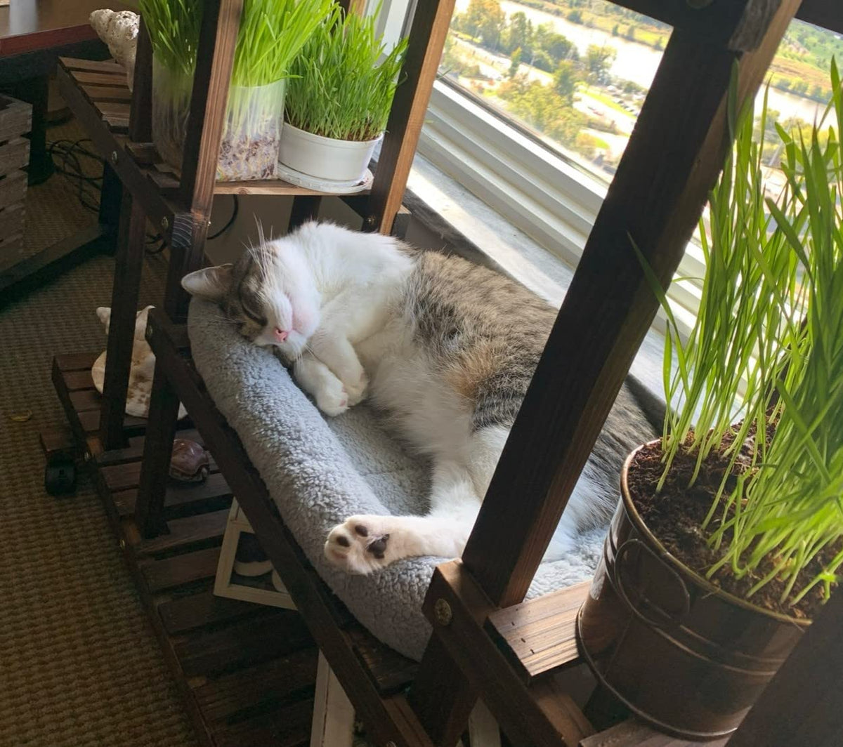 Cat Bed with Pillow, Anti Skid Bottom, Small Q192906